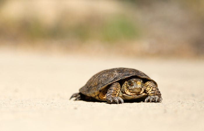 Photograph of a tortoise