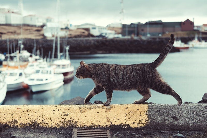 Photograph of a tabby cat walking along a harbour wall