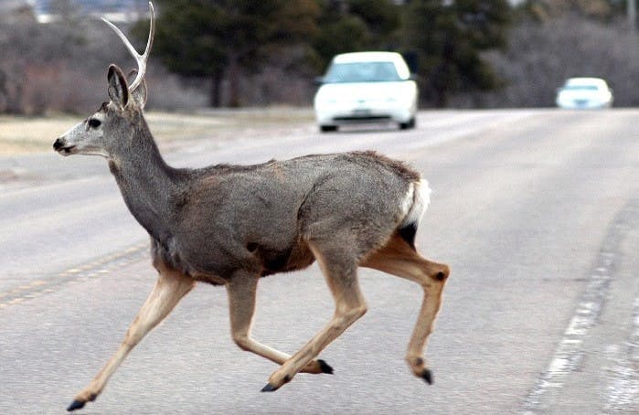 Photograph of a deer running over a road during daylight. Two cars can be seen approaching in the background.