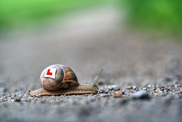 Close-up photograph of a brown snail with a 'learner driver' L-plate superimposed onto its shell