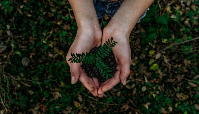 Photograph taken from above a person holding their cupped hands out. Inside their hands is a small mound of soil with a fern-like plant.