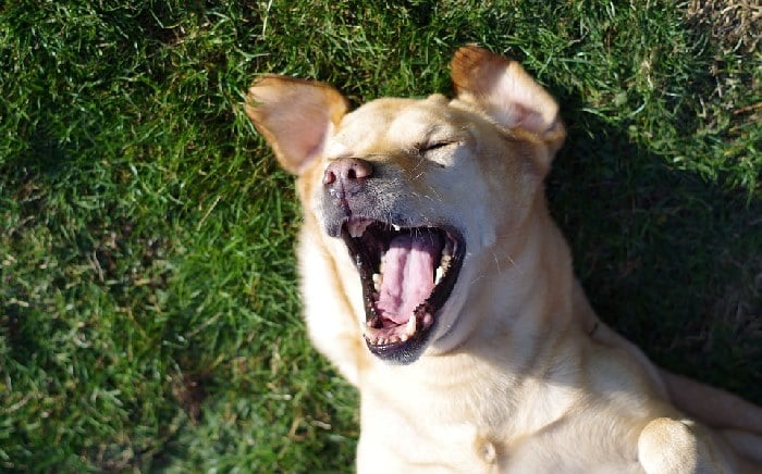 Dog lying on grass with mouth open and eyes closed