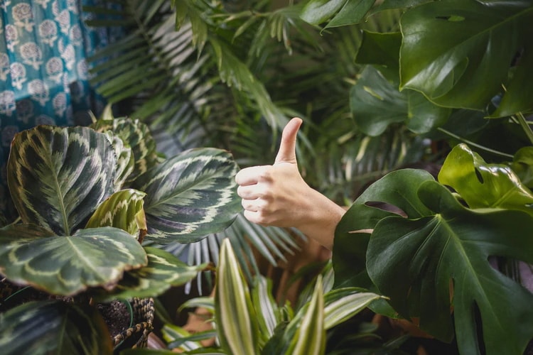 A person showing a 'thumbs up' gesture amongst leaves