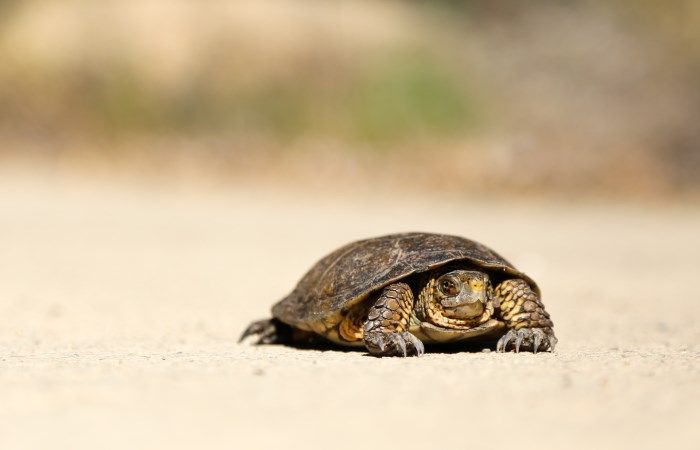 close-up-of-turtle-on-sand
