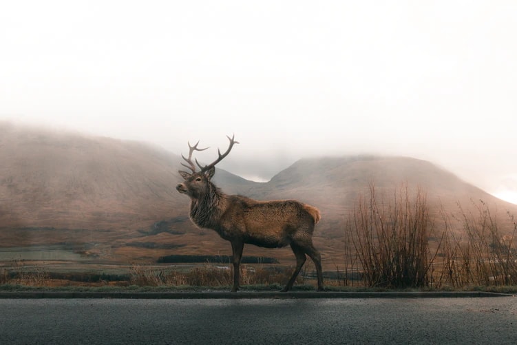 Deer standing in front of mountains by road